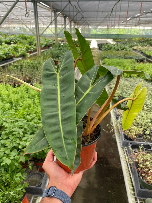 A hand holding a potted philodendron billietiae plant with dark green leaves in a brown pot in a greenhouse setting with other plants in the background.