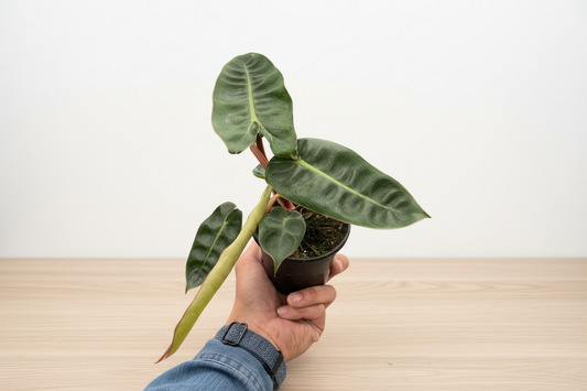 Hand holding a potted plant with large green leaves on a white background