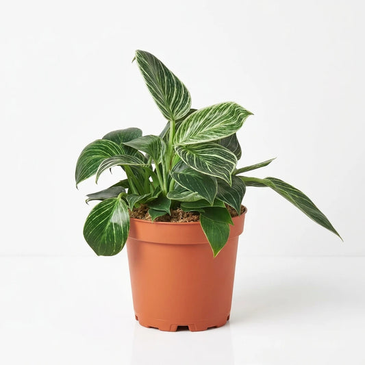 Compact philodendron birkinwhite green leaves with white strips potted in a brown pot against a solid white surface.