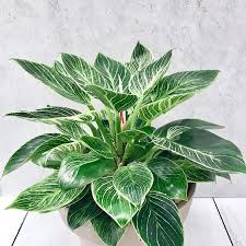 Lush Philodendron Birkin plant with glossy deep green leaves and creamy white pinstripe variegation in a gray pot.