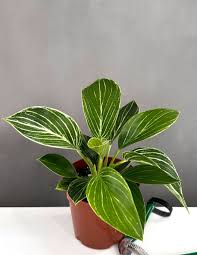 Compact Philodendron Birkin plant with deep green leaves and creamy white pinstripes in a brown pot.