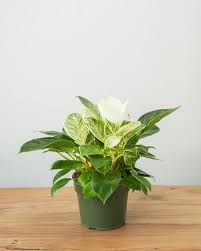 Compact Philodendron Birkin plant with deep green leaves and creamy white pinstripe variegation in a green pot.