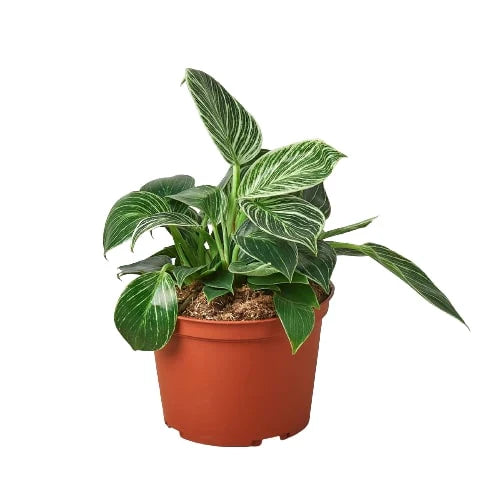 Compact Philodendron Birkin plant in a brown pot, featuring deep green leaves with creamy white pinstripes.