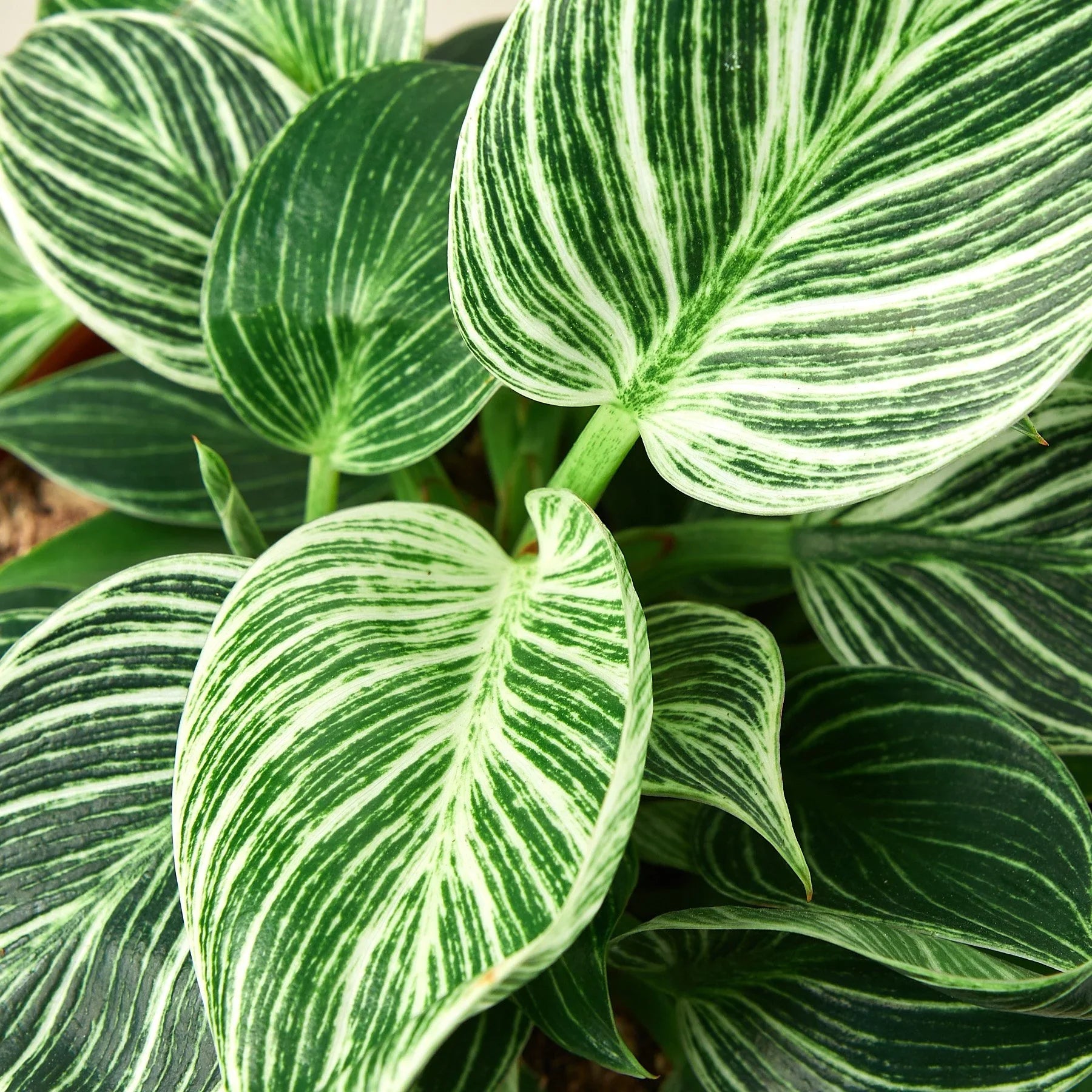 Close-up of a Philodendron Birkin plant with deep green leaves and creamy white pinstripe variegation.