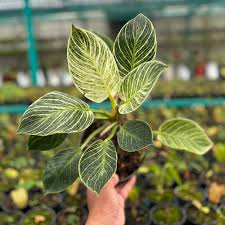 Hand holding a Philodendron Birkin plant with glossy deep green leaves and creamy white pinstripes.