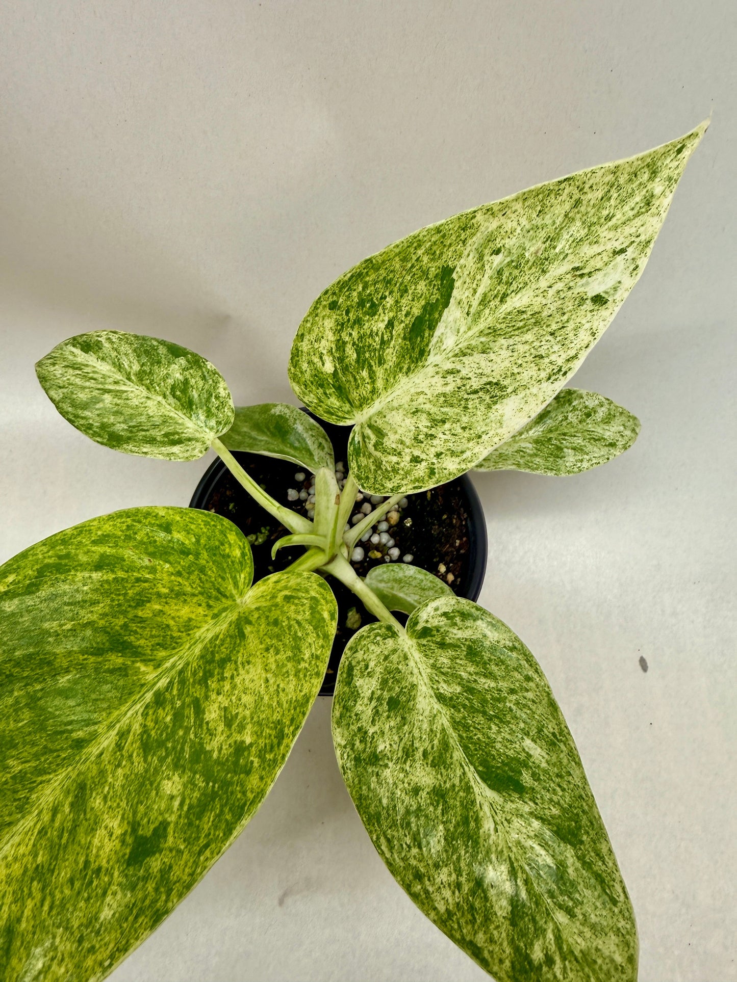 Philodendron Blizzard