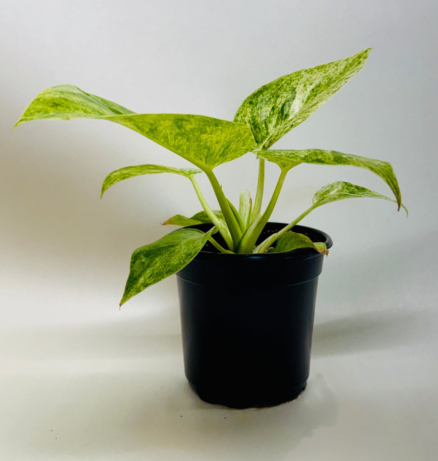 philodendron blizzard plant with green and white variegated leaves in a black pot with a white background