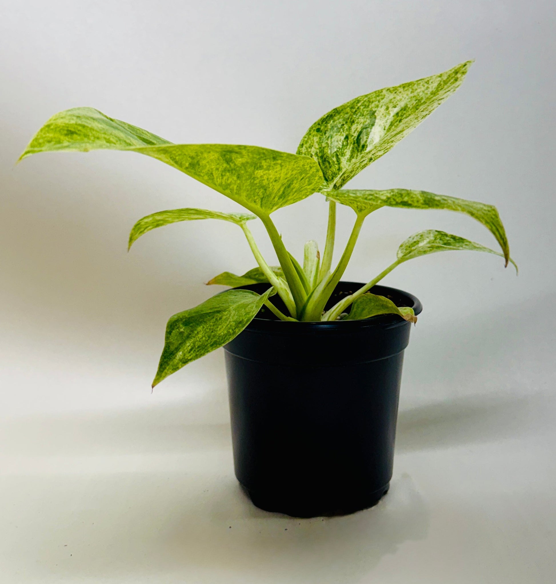 philodendron blizzard plant with green and white variegated leaves in a black pot with a white background