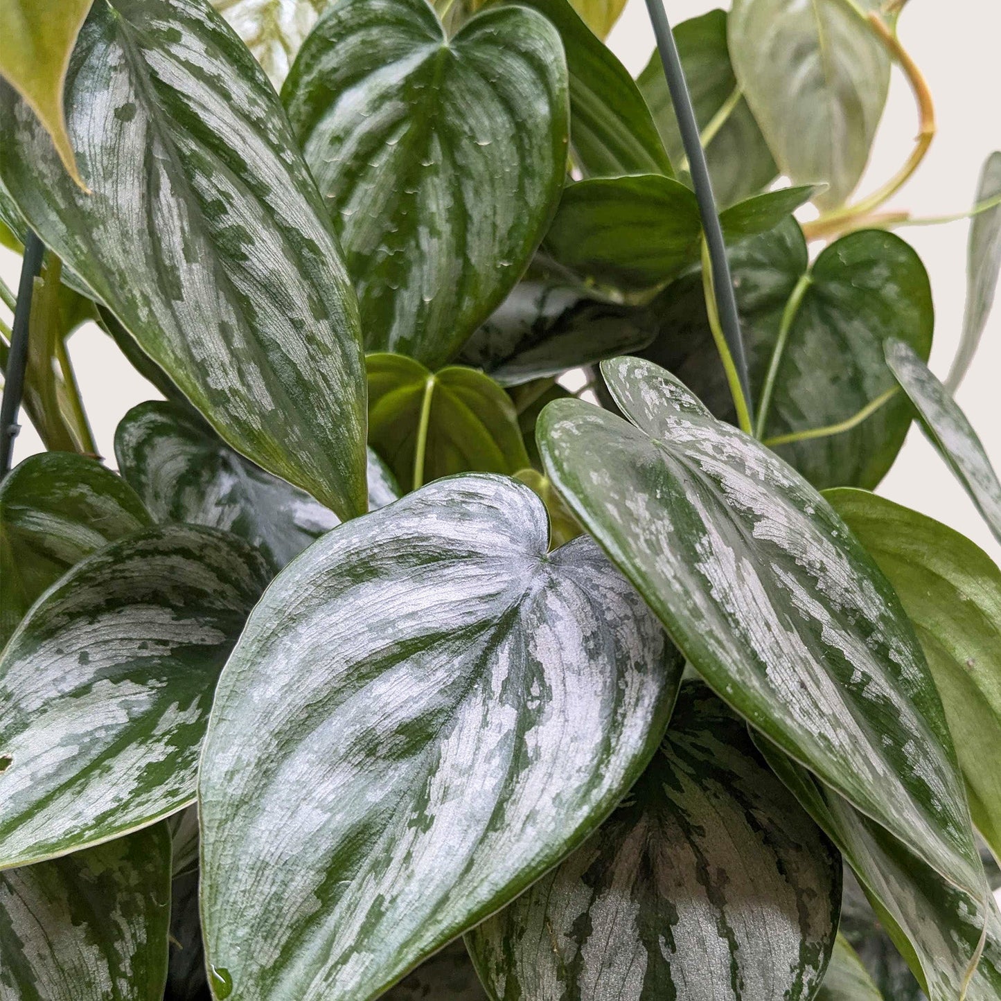 Close-up of Philodendron 'Brandi' with striking silver and green mottled heart-shaped foliage.