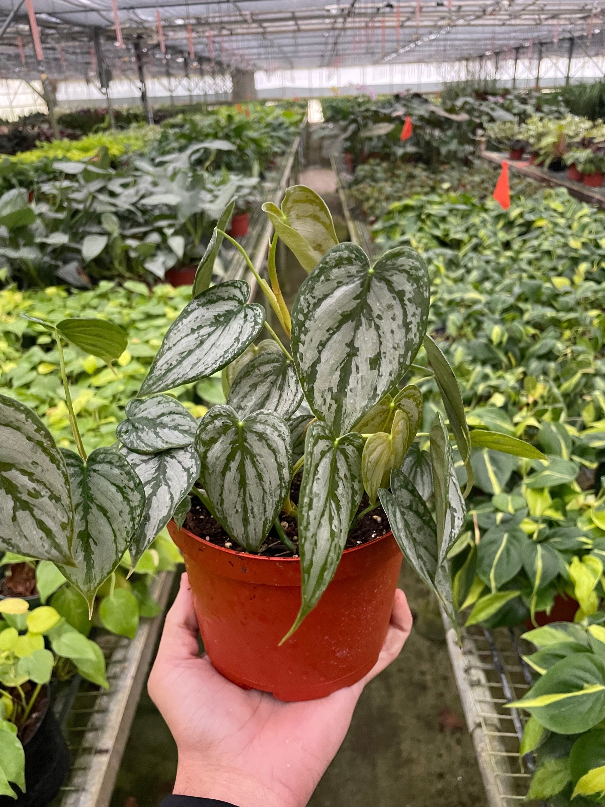 Philodendron 'Brandi' plant in a terracotta pot, with striking silver and green mottled heart-shaped leaves.