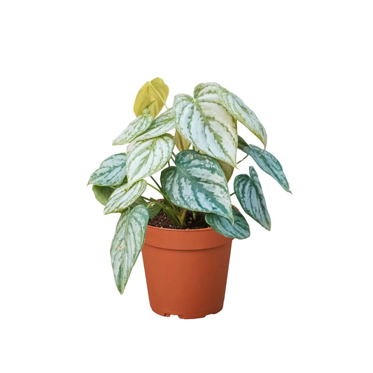 Potted philodendron brandi trailing houseplant with green glossy silver heart shaped leaves in a brown nursery pot.