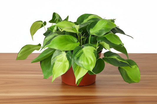 Vibrant Philodendron Brasil plant with variegated green and yellow leaves in a terracotta pot on a wooden surface.