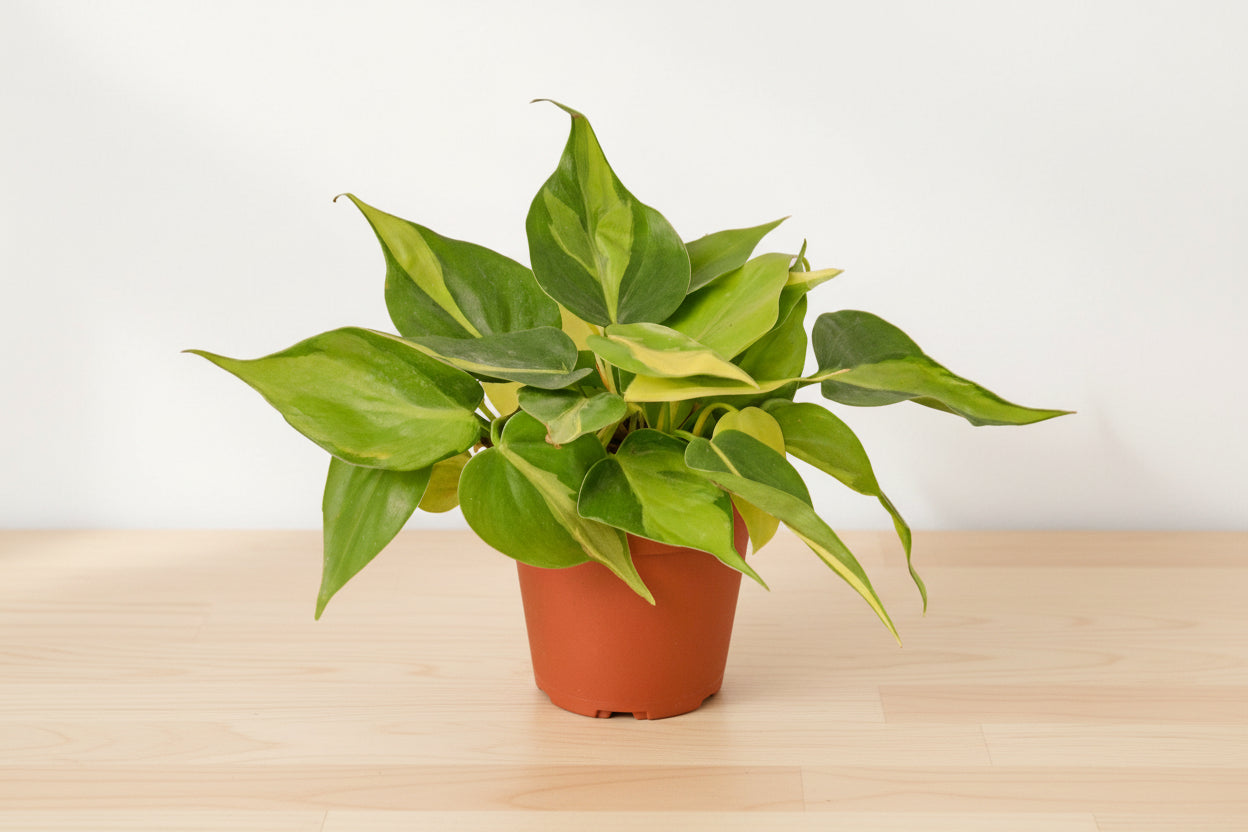 Vibrant Philodendron Brasil plant with green and yellow variegated leaves in a terracotta pot.