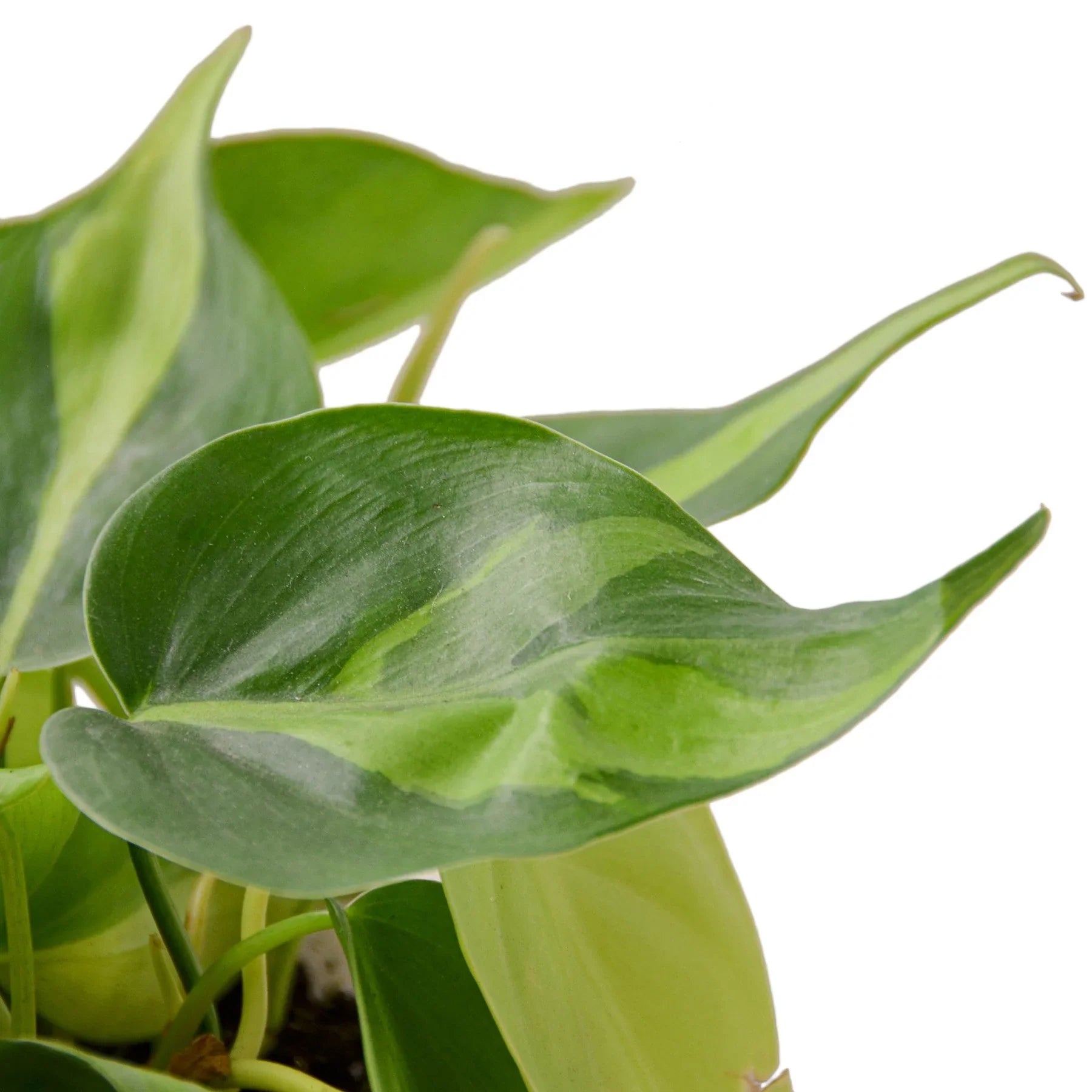 Close-up of a Philodendron Brasil plant with vibrant green and yellow variegated heart-shaped leaves.