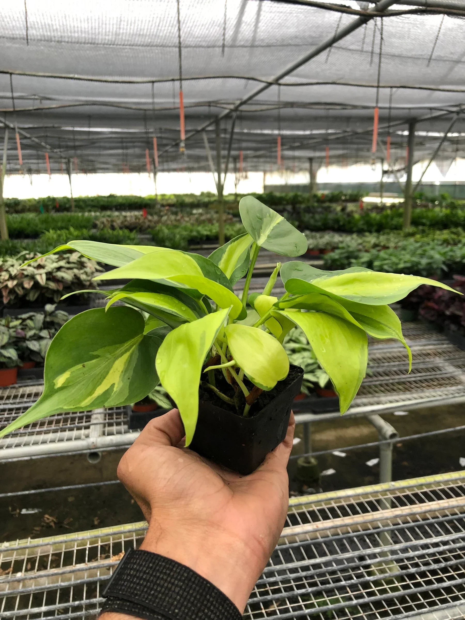 Hand holding a small Philodendron Brasil plant with vibrant green and yellow variegated leaves in a black nursery pot.