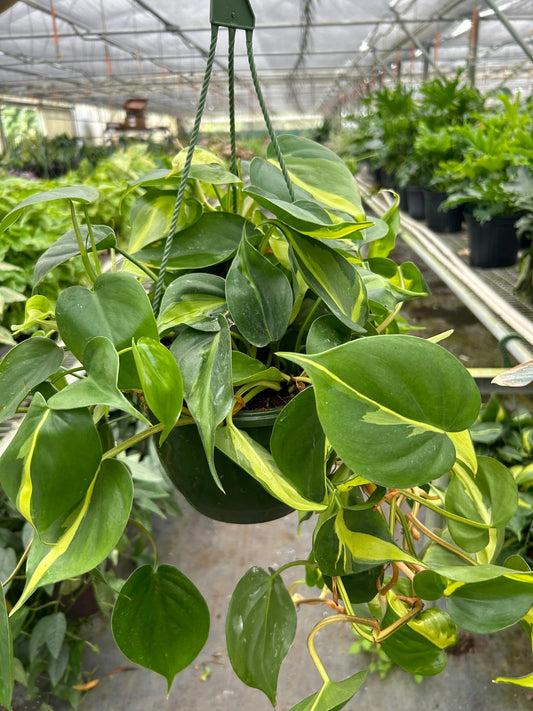 Vibrant Philodendron Brasil plant with green and yellow variegated leaves in a dark green hanging pot.