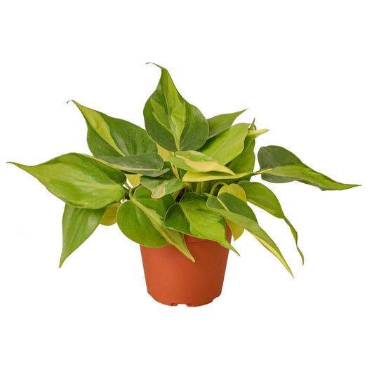 A potted philodendron brasil plant with green and yellow variegated heart shaped leaves in a brown pot.