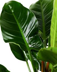 Lush Philodendron 'Congo Green' plant with glossy, dark green, broad leaves.