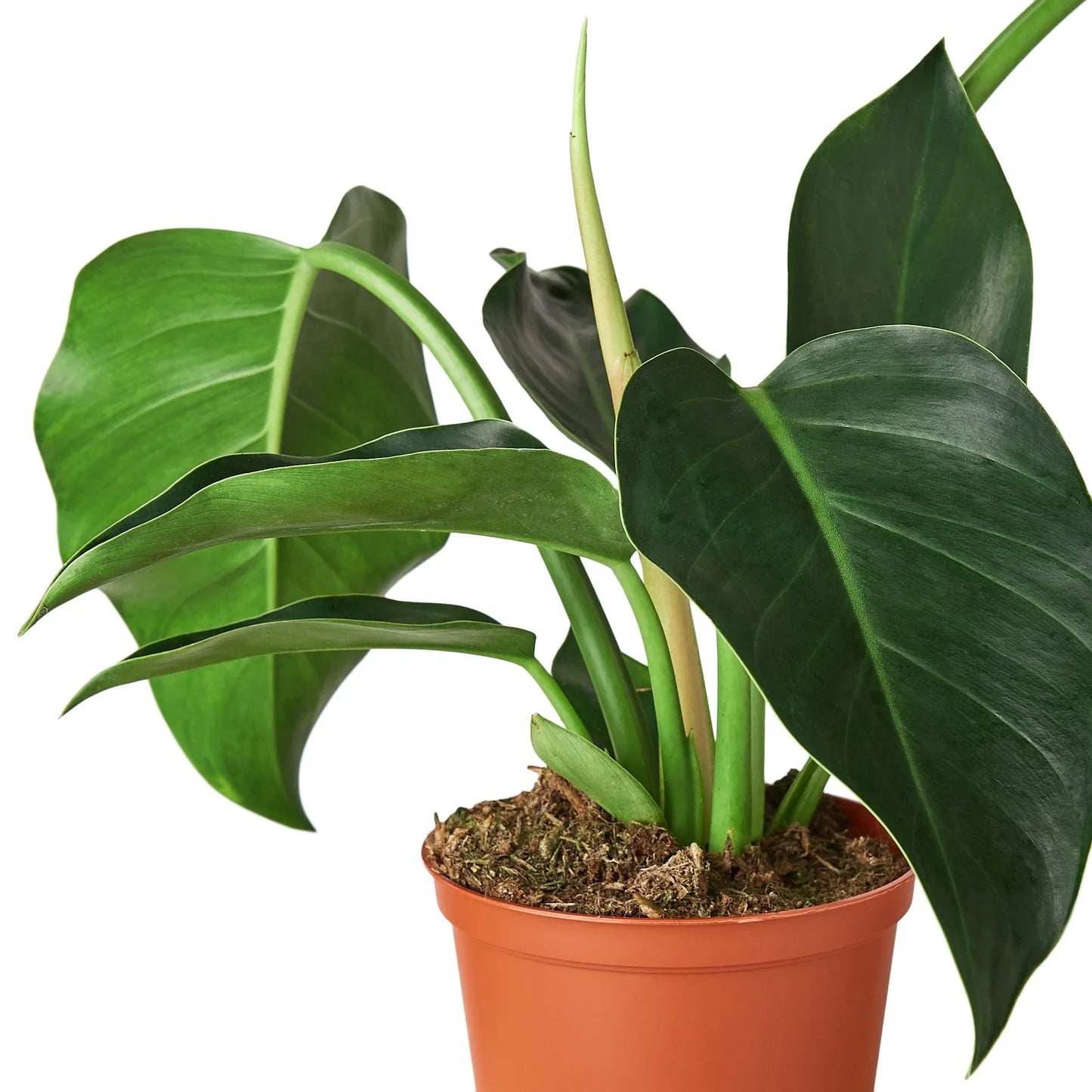 Lush Philodendron 'Congo Green' plant with large, dark green leaves in a brown terracotta pot.
