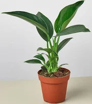 Lush Philodendron 'Congo Green' plant with dark green leaves in a terracotta pot.