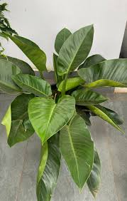 Lush Philodendron 'Congo Green' plant with large, glossy dark green leaves in a black pot.