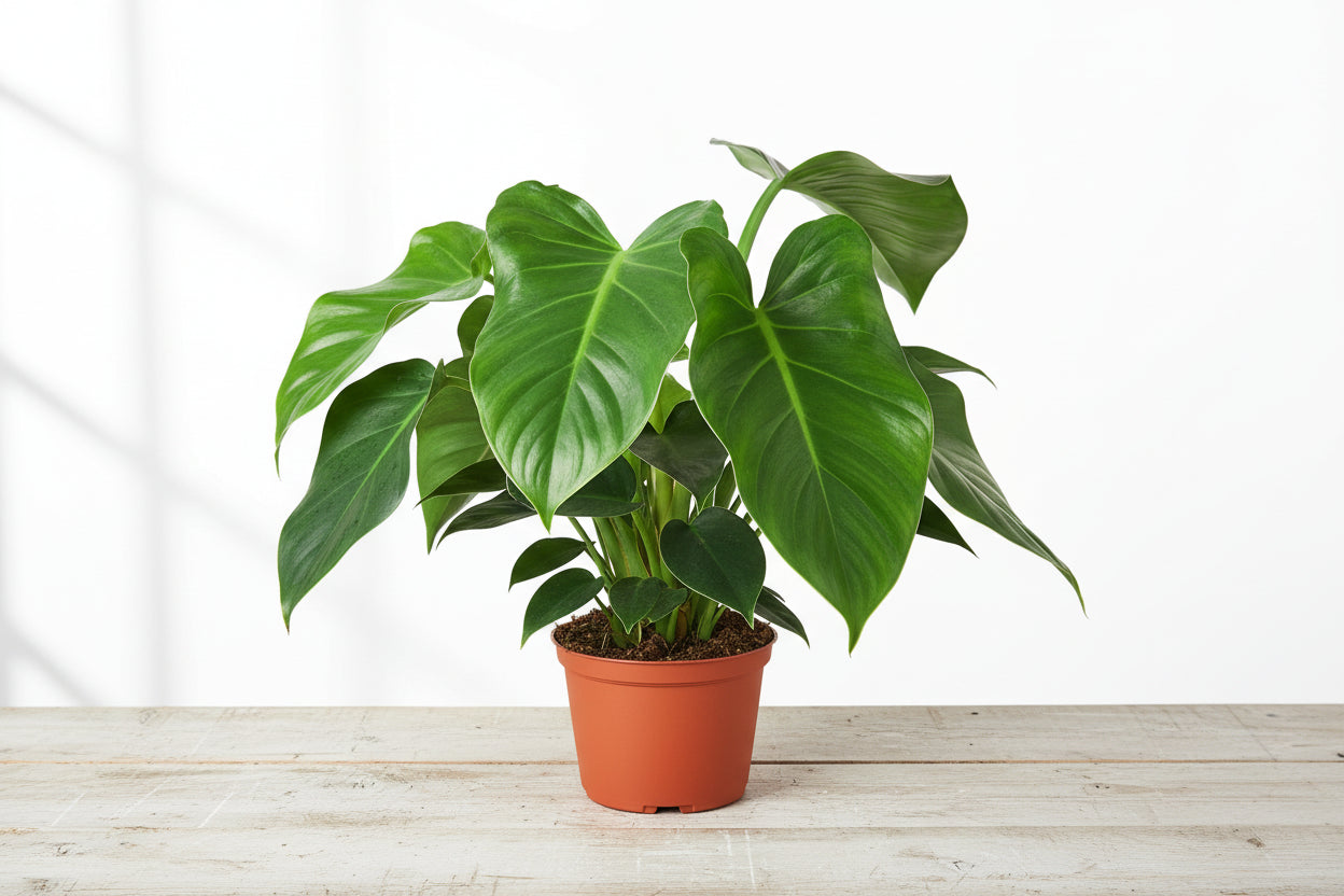 Lush Philodendron 'Congo Green' plant with large, glossy green leaves in a terracotta pot on a light wooden surface.