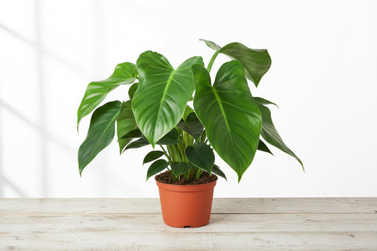 Lush Philodendron 'Congo Green' plant with large, glossy green leaves in a terracotta pot on a light wooden surface.