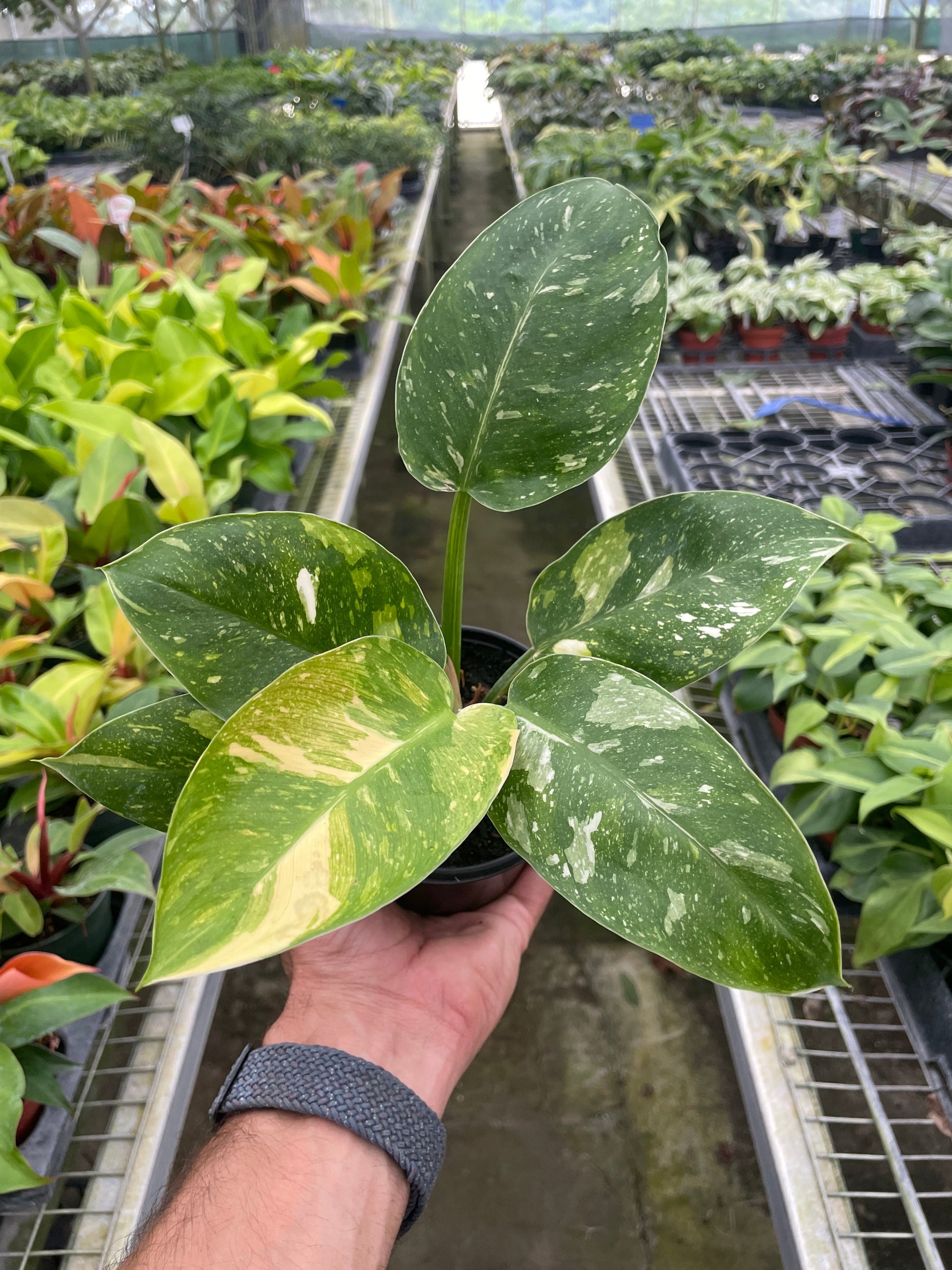 Hand holding a Philodendron 'Congo Nuclear' with marbled green/white/yellow variegated leaves in a nursery.