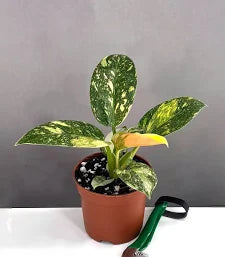 Philodendron 'Congo Nuclear' plant in a brown pot with marbled green/yellow leaves.