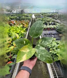 Hand holding a Philodendron 'Congo Nuclear' with large, marbled green/yellow variegated leaves.