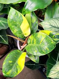 Philodendron 'Congo Nuclear' plant with marbled green, cream, and lime variegated paddle-shaped leaves.