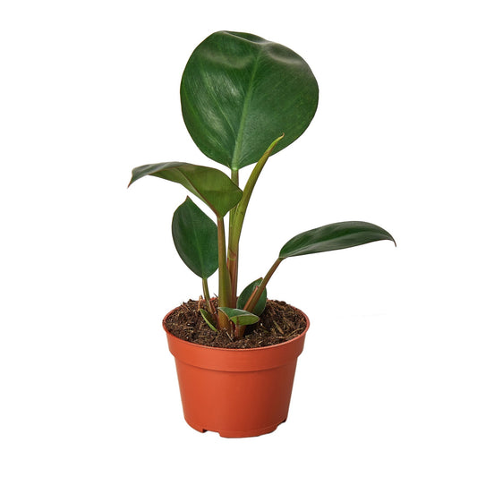 Philodendron rojo congo in a brown pot, featuring glossy green and emerging burgundy leaves on a white background and white surface.