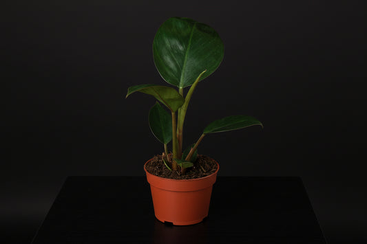 Philodendron Congo Rojo in a terracotta pot, featuring glossy green and emerging burgundy leaves.