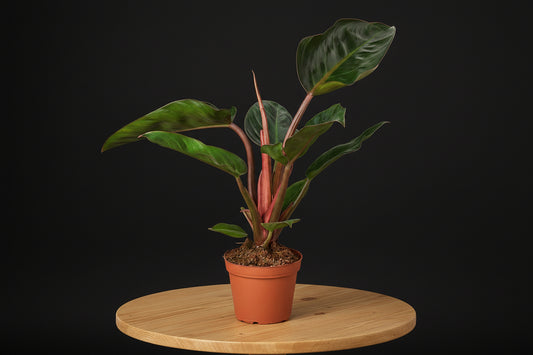 Philodendron Congo Rojo plant in a terracotta pot, displaying glossy burgundy-red and bronze-green leaves.