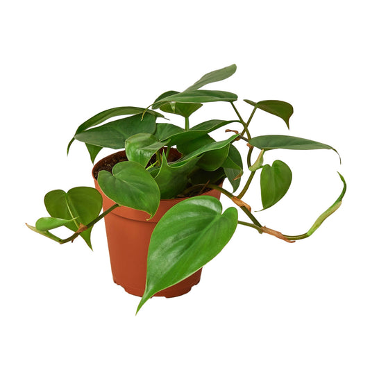 Vining philodendron cordatum heartleaf houseplant with green glossy heart shaped leaves in a brown pot.