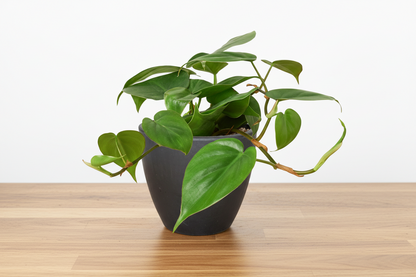 Vining Philodendron Cordatum Heartleaf plant with lush green leaves in a dark gray pot.