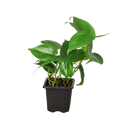 Vibrant Philodendron Cordatum Heartleaf plant with lush green, heart-shaped leaves in a black nursery pot.