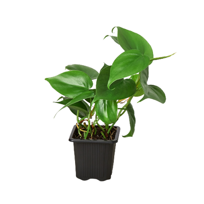 Vibrant Philodendron Cordatum Heartleaf plant with lush green, heart-shaped leaves in a black nursery pot.