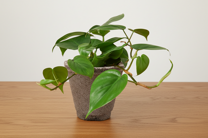 Vining Philodendron Cordatum Heartleaf plant with lush green leaves in a gray fiber pot on a wooden surface.