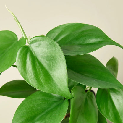 Close-up of a Philodendron Cordatum Heartleaf plant with vibrant green, heart-shaped leaves.