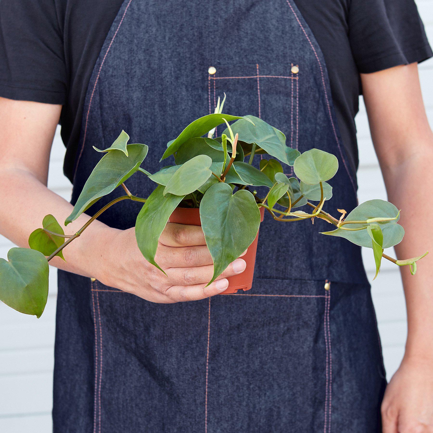 Person in a denim apron holding a potted Philodendron Cordatum Heartleaf with lush green leaves.