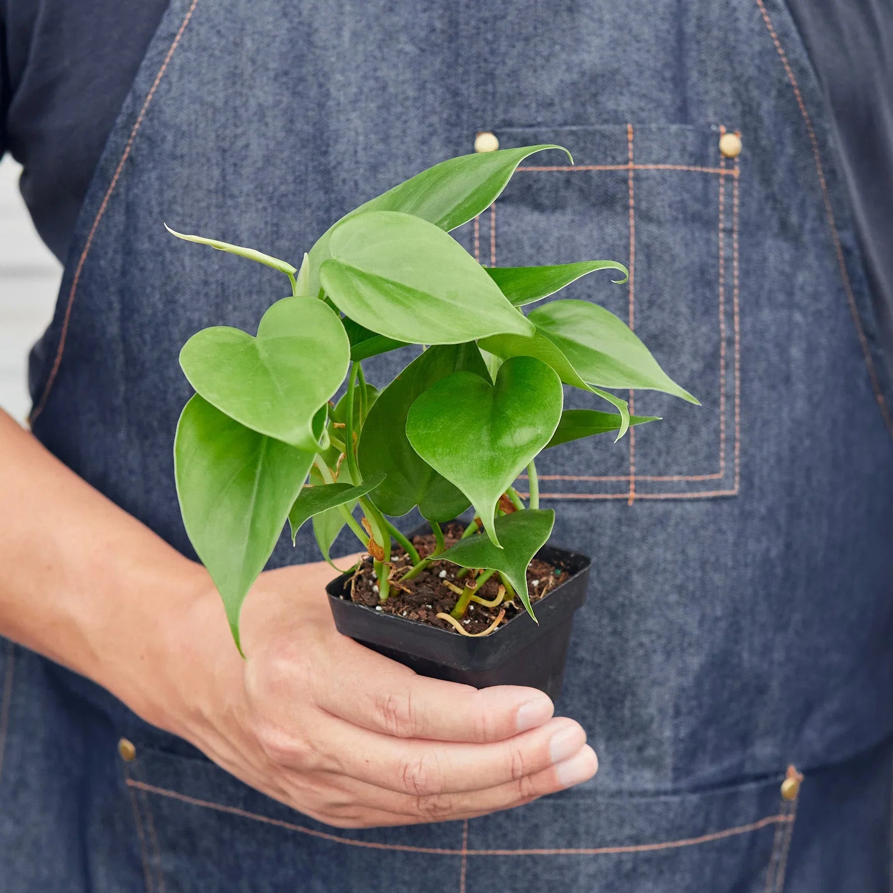 Person in denim apron holding a small Philodendron Cordatum Heartleaf plant in a black pot.