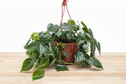 Vining Philodendron Cordatum Heartleaf plant in a brown hanging pot on a light wood surface.