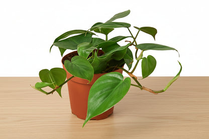 Vining Philodendron Cordatum Heartleaf houseplant in a brown pot on a light wood surface.