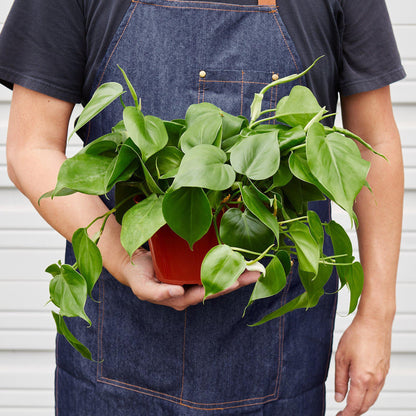 Person in denim apron holding a vibrant Philodendron Cordatum Heartleaf plant in a terracotta pot.