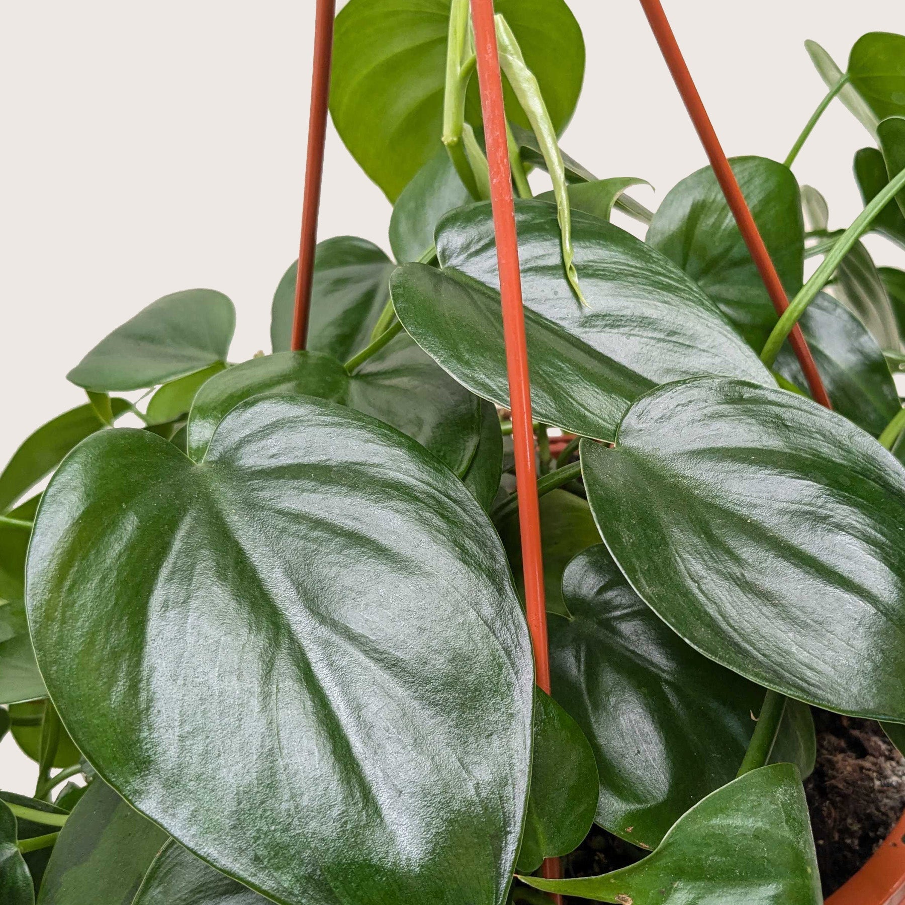 Lush Philodendron Cordatum Heartleaf plant with glossy, dark green heart-shaped leaves in a terracotta hanging pot.
