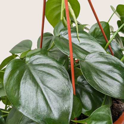 Lush Philodendron Cordatum Heartleaf plant with glossy, dark green heart-shaped leaves in a terracotta hanging pot.