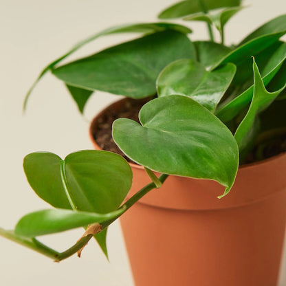 Vining Philodendron Cordatum Heartleaf houseplant with lush green, heart-shaped leaves in a brown pot.