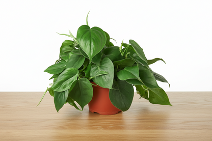 Lush Philodendron Cordatum Heartleaf plant with vibrant green, heart-shaped leaves in a brown pot on a wooden surface.