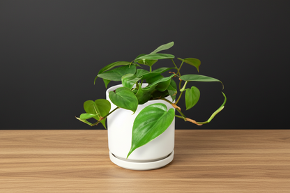 Vining Philodendron Cordatum Heartleaf houseplant in a white ceramic pot on a wooden surface.
